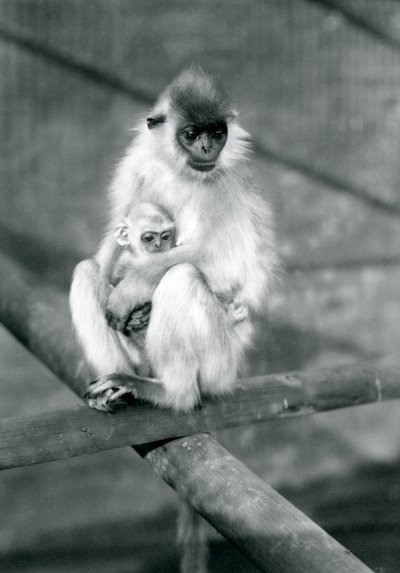 A Capped Langur holding baby while sitting on a beam, London Zoo, 11th November 1913 by Frederick William Bond